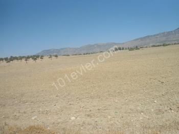 10 ACRES OF LAND FOR SALE IN DIKMEND ** 