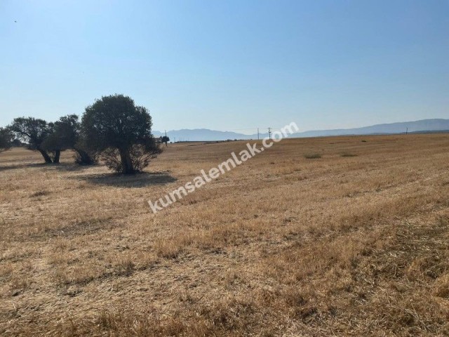 Land of 26255.75 m2 for sale in Famagusta Geçitkale