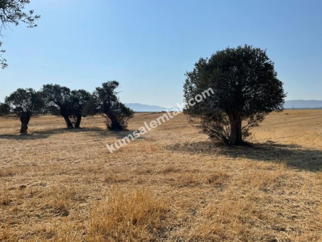 Land of 26255.75 m2 for sale in Famagusta Geçitkale