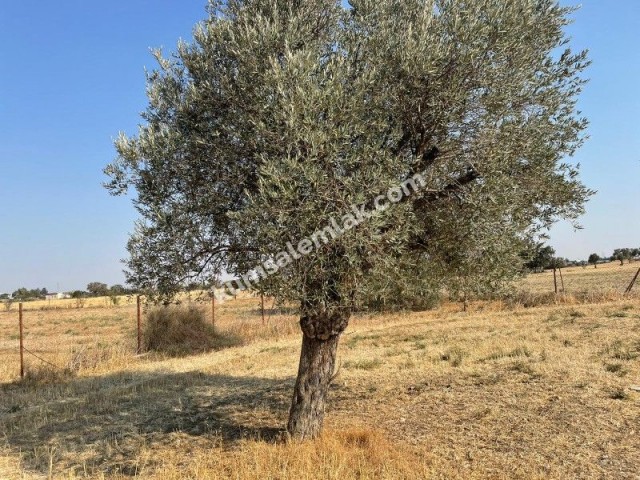 Land of 26255.75 m2 for sale in Famagusta Geçitkale