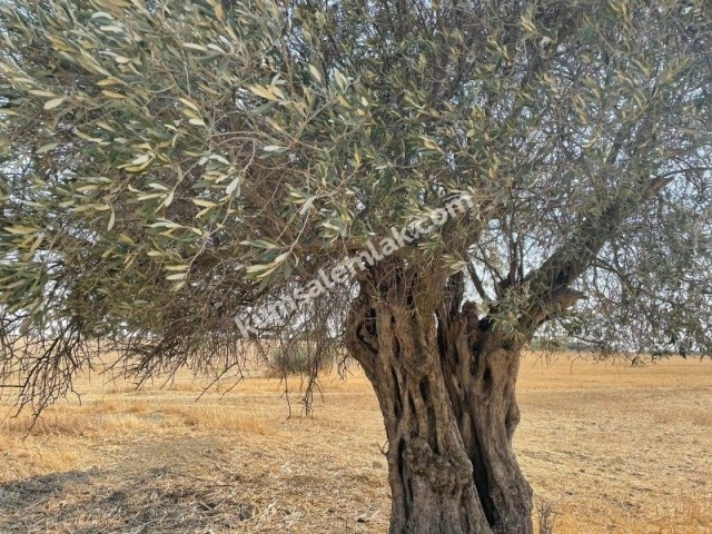 منطقه مسکونی برای فروش in Geçitkale, فاماگوستا