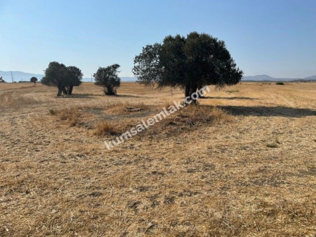 Land of 26255.75 m2 for sale in Famagusta Geçitkale