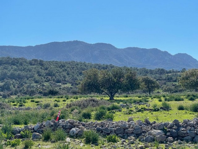 10 Donum Plot of Land in Bahceli