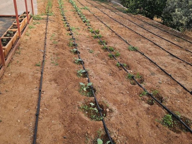 FREISTEHENDE GARTENVILLA 3+1 ZUM PREIS EINER WOHNUNG IN İSKELE AYGÜN (GELEGENHEIT!!!)