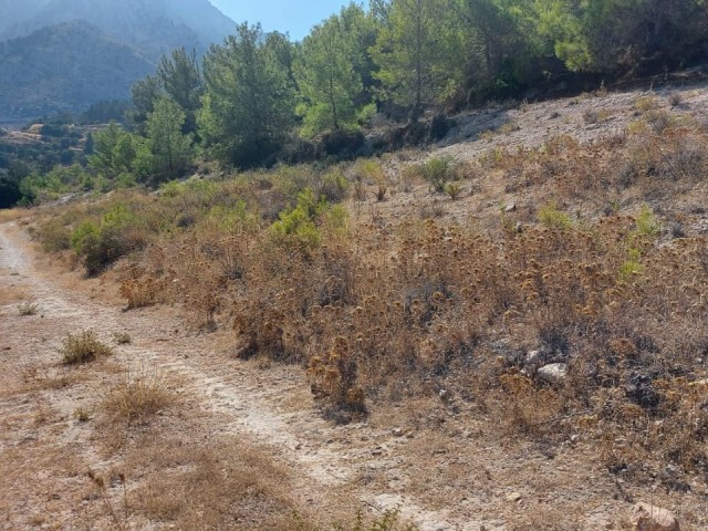 Land with Turkish Cob