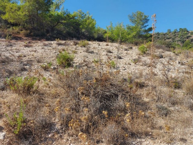 Land with Turkish Cob