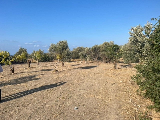 Girne Lapta'da Kat Karşılığı Arsa