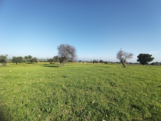 LAND FOR SALE IN İSKELE BÜYÜKKONUK (1 DONE)