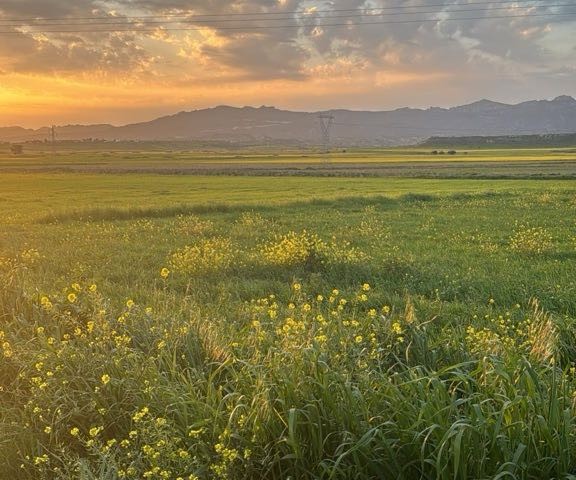 Gazimağusa’ya Bağlı Geçitkale’de 28 Dönüm Fasıl 96 Satılık Arsa