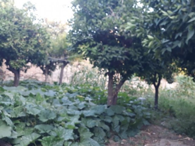 خانه مستقل برای فروش in Ozanköy, گیرنه