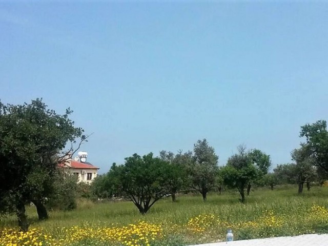 منطقه مسکونی برای فروش in Lefkoşa Surlariçi, نیکوزیا