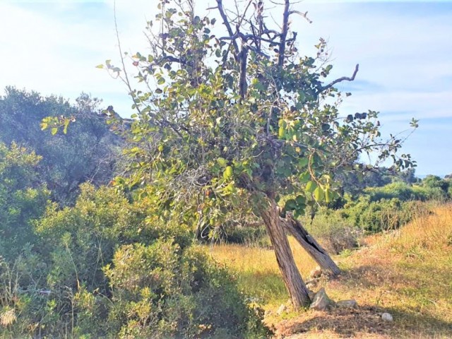 رشته برای اجاره in Esentepe, گیرنه