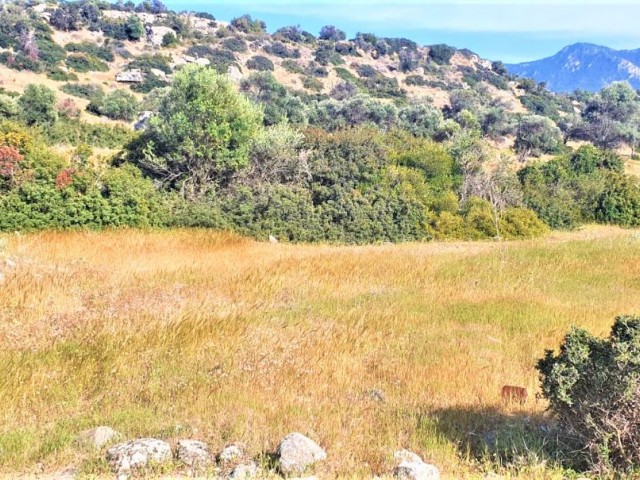 Field To Rent in Esentepe, Kyrenia