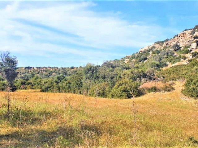 رشته برای اجاره in Esentepe, گیرنه