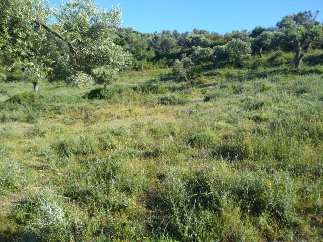 ACRE MIT MEERBLICK AUF FELSEN 41.000 GBP LAND ** 