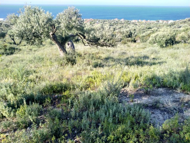 ACRE MIT MEERBLICK AUF FELSEN 41.000 GBP LAND ** 