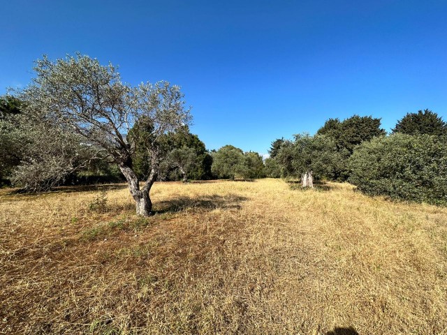 Zu verkaufen Land mit türkischem Kob in Zeytinlik, Kyrenia