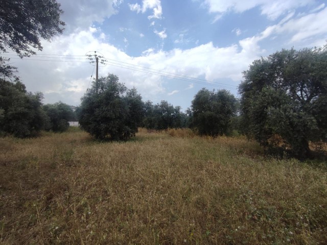 GRUNDSTÜCK ZUM VERKAUF IN KYRENIA OZANKOY