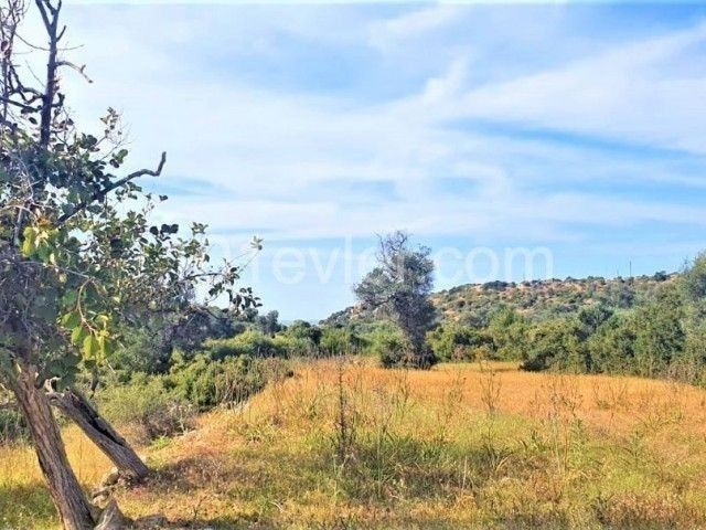 LAND FOR ANNUAL RENTAL IN GIRNE ESENTEPE