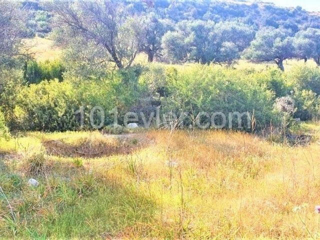 LAND FOR ANNUAL RENTAL IN GIRNE ESENTEPE