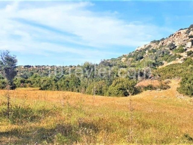 LAND FOR ANNUAL RENTAL IN GIRNE ESENTEPE