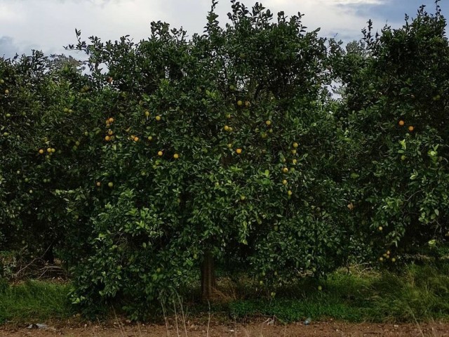 Satılık Konut İmarlı Arsa-Türkmenköy, Gazimağusa