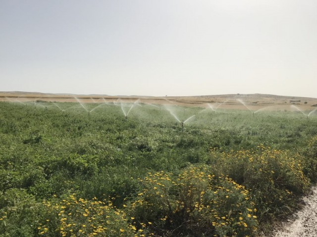 Feld Kaufen in Akdoğan, Famagusta