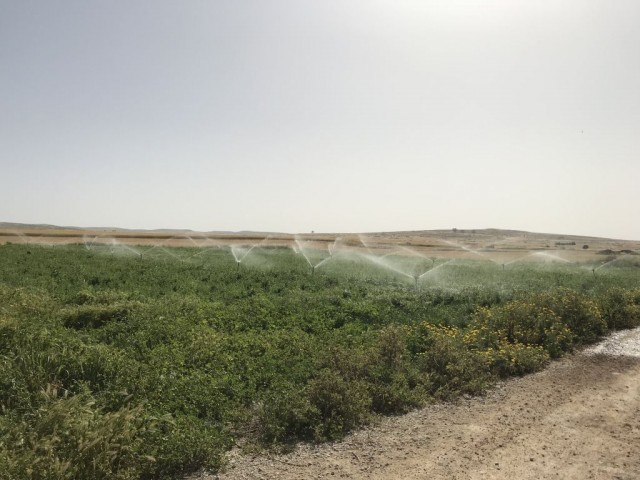 رشته برای فروش in Akdoğan, فاماگوستا