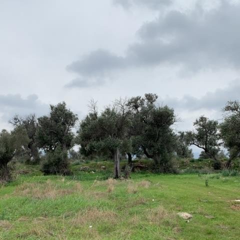 Wohngebiet Kaufen in Karaağaç, Kyrenia