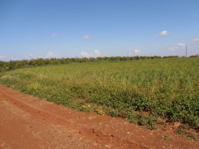 жилая зона Продается in Güzelyurt Merkez, Гюзельюрт