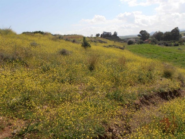 жилая зона Rasprodazha in Güzelyurt Merkez, Гюзельюрт