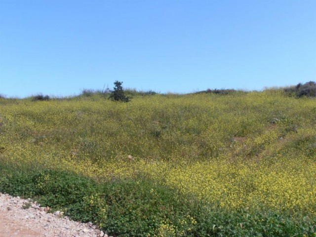 жилая зона Rasprodazha in Güzelyurt Merkez, Гюзельюрт