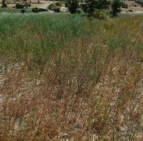 In Taschkent, 23.5 Hektar Land mit der offiziellen Straße. Geeignet für den Bau einer Farm. Der Bau ist noch nicht abgeschlossen. zurück Preis 8.500 GBP ** 