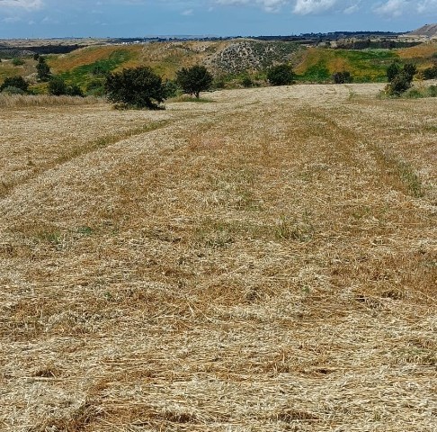 In Taschkent, 23.5 Hektar Land mit der offiziellen Straße. Geeignet für den Bau einer Farm. Der Bau ist noch nicht abgeschlossen. zurück Preis 8.500 GBP ** 