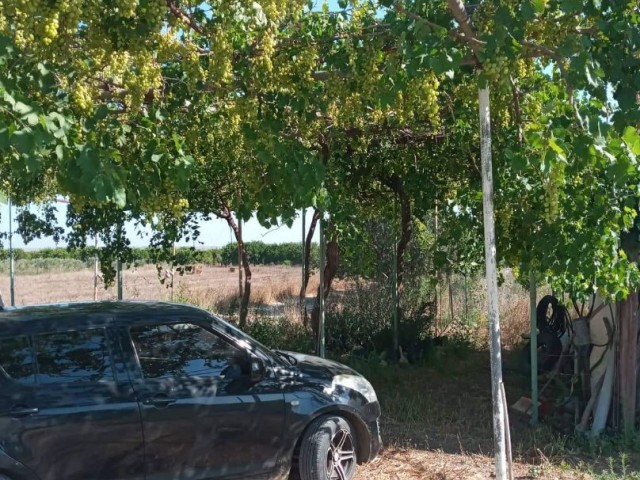 Farm FOR SALE...i have 25 rooms, a 3-bedroom house with a bay oven and a barn, 2 barns, a 130-coke olive tree and various fruit trees, as well as my own art water engine.It is located 10 meters from the main asvalt road. ** 