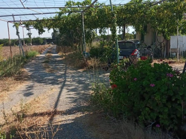 Farm FOR SALE...i have 25 rooms, a 3-bedroom house with a bay oven and a barn, 2 barns, a 130-coke olive tree and various fruit trees, as well as my own art water engine.It is located 10 meters from the main asvalt road. ** 