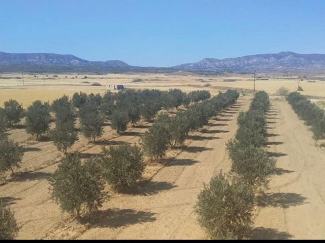 Gecitkale ,8 dönümden fazla Zeytunlik , icinde 1 ev...Takaslanabilir...