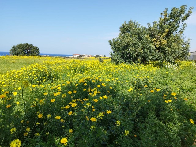 زمین برای فروش در Tatlisu پیاده روی فاصله تا دریا