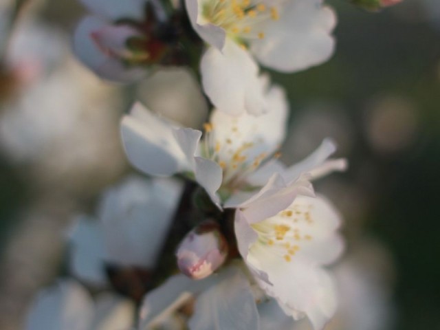 Almond Orchard in Iskele