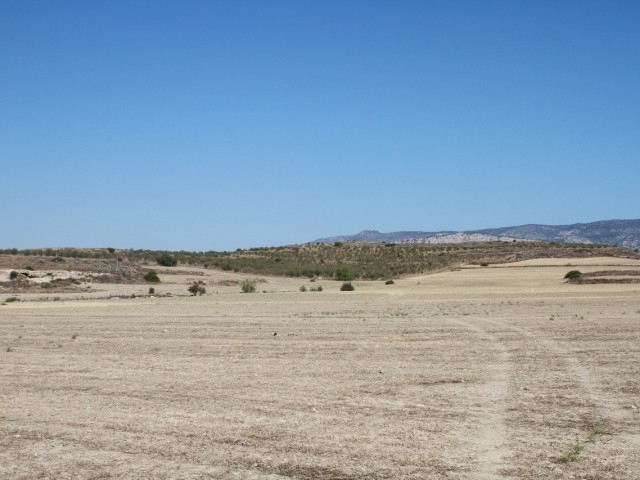 Almond Orchard in Iskele