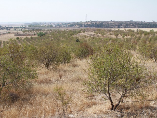 Almond Orchard in Iskele