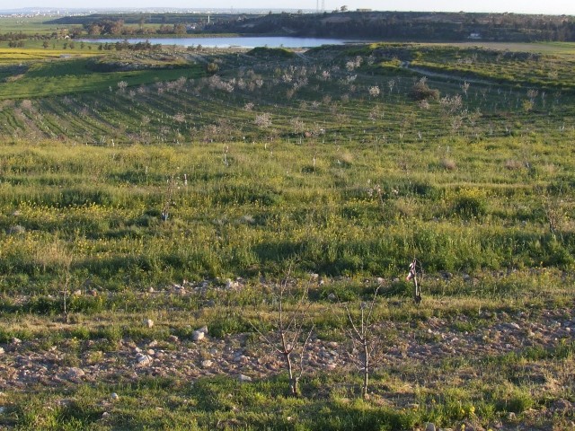 Almond Orchard in Iskele