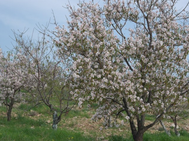 Almond Orchard in Iskele