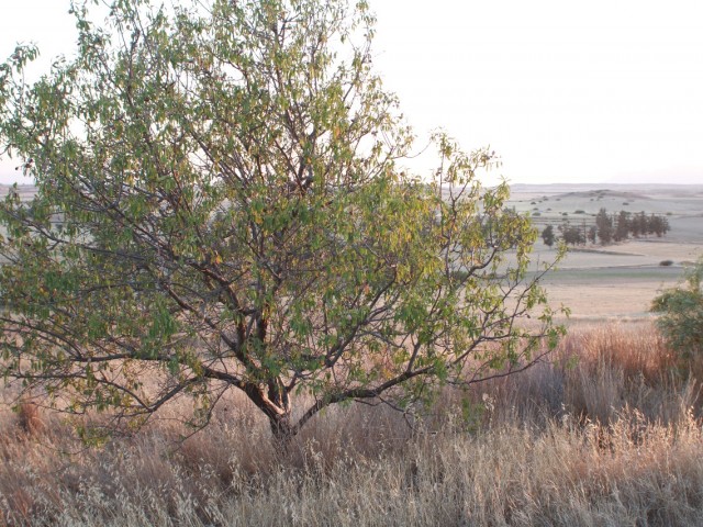 Almond Orchard in Iskele