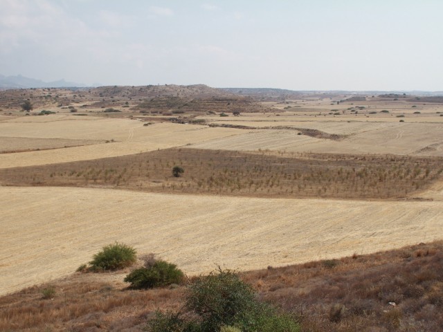 6 acre field for sale near Sınırüstü, İskele with 900 almond trees