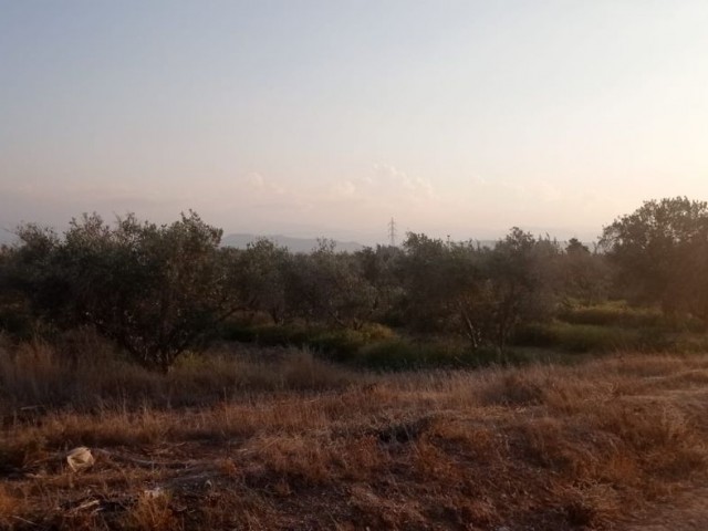 Investment Land in Güzelyurt Aydınköy Region