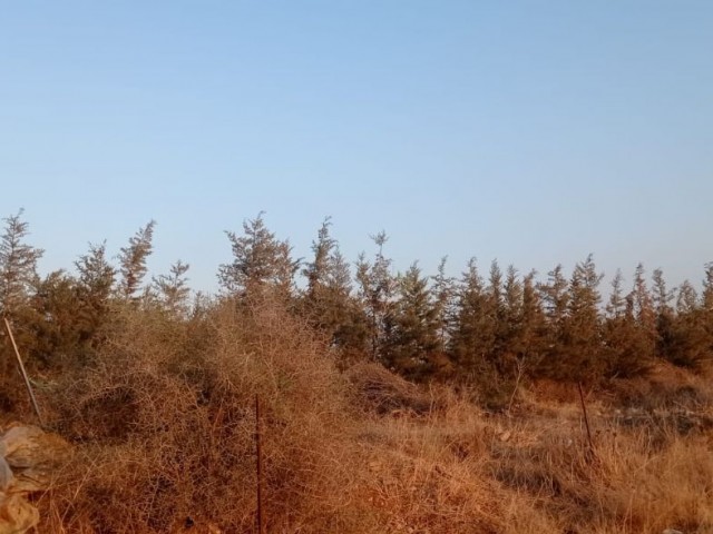 Investment Land in Güzelyurt Aydınköy Region