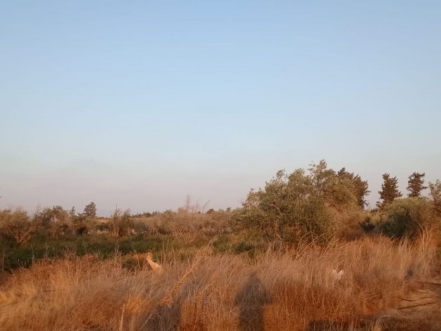 Investment Land in Güzelyurt Aydınköy Region