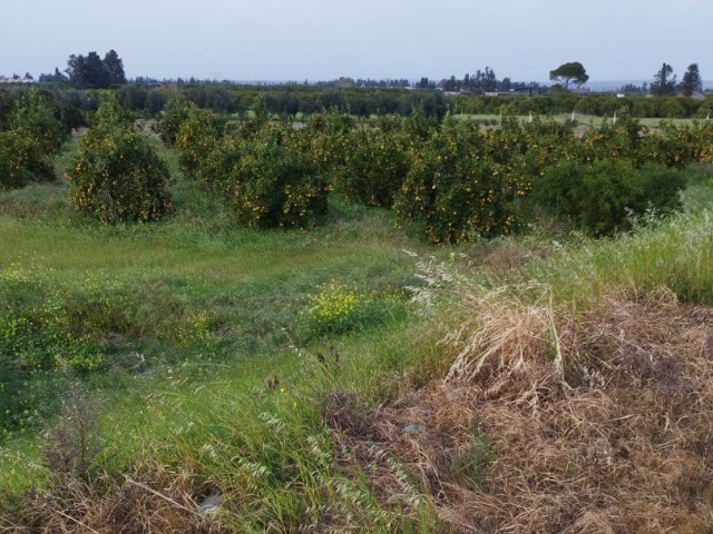 LAND OF OPPORTUNITY ON LEFKE HIGHWAY GUZELYURT