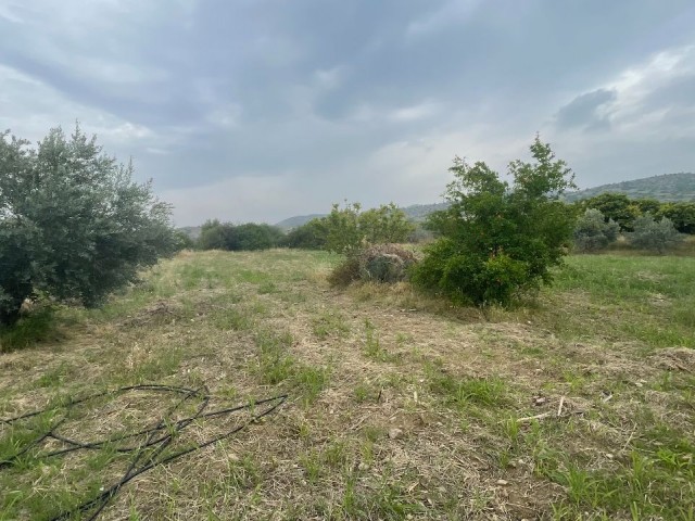 LAND FOR SALE CLOSE TO LEFK EUROPE UNIVERSITY IN GEMCONAGH